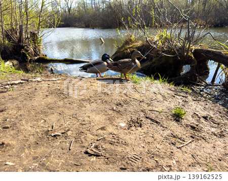 Ducks by the water at a quiet pond during a sunny day in spring Ducks by the water at a quiet pond during a sunny day in spring 139162525