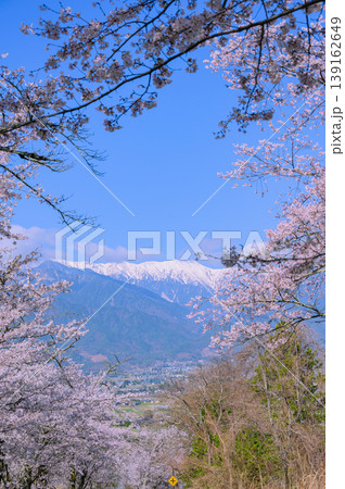 鵜山の桜並木【北安曇郡池田町】 鵜山の桜並木【北安曇郡池田町】 139162649