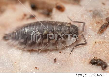 A close-up macro shot presents a woodlouse resting on a rough, pale surface, showcasing nature's tiny details revealed A close-up macro shot presents a woodlouse resting on a rough, pale surface, showcasing nature's tiny details revealed 139162792