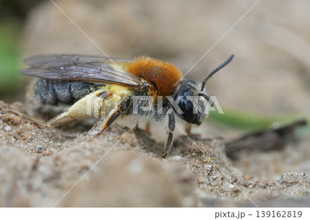 Closeup on a colorful female EArly or red-tailed mining bee, Andrena haemorrhoa sitting on the ground Closeup on a colorful female EArly or red-tailed mining bee, Andrena haemorrhoa sitting on the ground 139162819