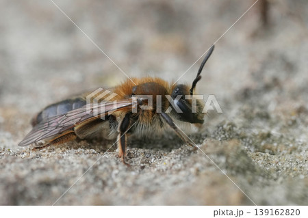 Closeup on a female mellow miner mining bee, Andrena mitis sitting on the ground Closeup on a female mellow miner mining bee, Andrena mitis sitting on the ground 139162820