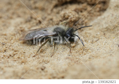Closeup on a male grey-backed mining bee , Andrena vaga sitting on the ground Closeup on a male grey-backed mining bee , Andrena vaga sitting on the ground 139162821