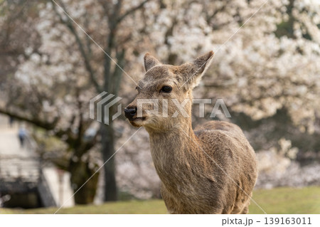 奈良公園の鹿 139163011