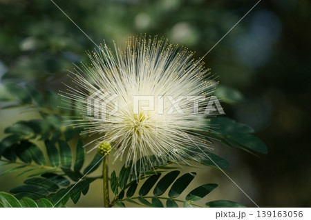 Albizia Flower Bloom in Summer Albizia Flower Bloom in Summer 139163056