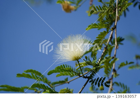 White Powderpuff Blooming Against a Blue Sky White Powderpuff Blooming Against a Blue Sky 139163057