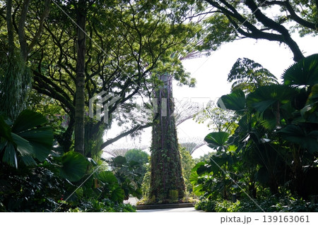 Gardens by the Bay Singapore Supertrees Landscape 139163061