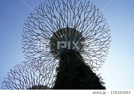 Gardens by the Bay Singapore Supertree Under Blue Sky Gardens by the Bay Singapore Supertree Under Blue Sky 139163063