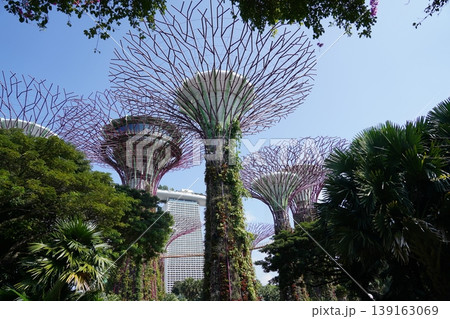 Gardens by the Bay Supertrees in Singapore Park Gardens by the Bay Supertrees in Singapore Park 139163069