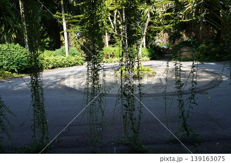 Garden Scene with Muehlenbeckia Complexa Vine Curtain Garden Scene with Muehlenbeckia Complexa Vine Curtain 139163075