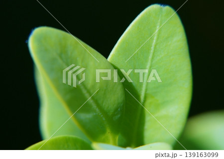 Close Up of Green Leaves in Springtime Close Up of Green Leaves in Springtime 139163099