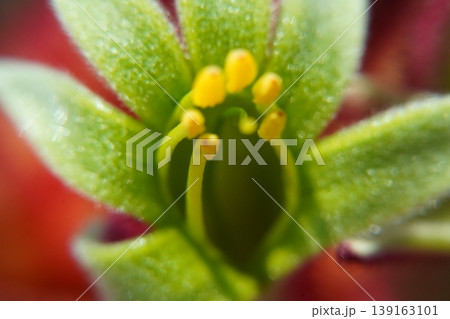Anigozanthos Flower Close Up Photography Macro Shot Anigozanthos Flower Close Up Photography Macro Shot 139163101