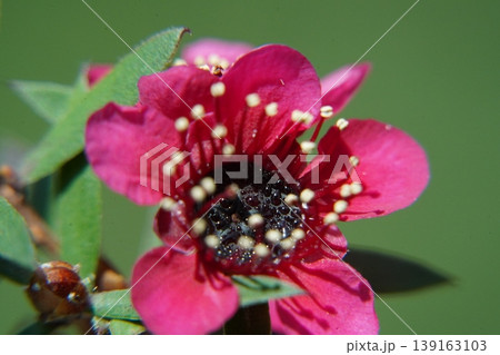 Crimson Tea Tree Flower Macro 139163103