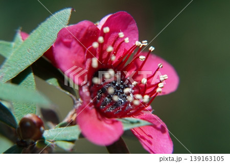 Macro of a Pink Kunzea ambigua Flower in Bloom Macro of a Pink Kunzea ambigua Flower in Bloom 139163105