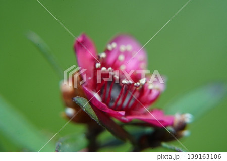 Beautiful Leptospermum Scoparium Flower Close Up Macro Shot 139163106