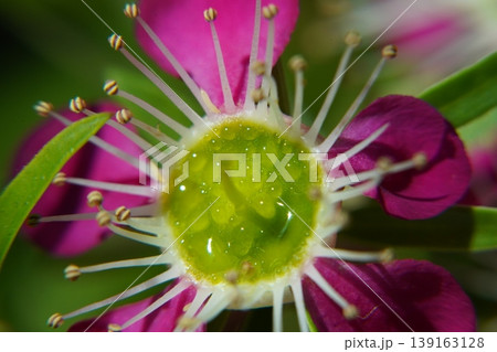 Geraldton Wax Flower Close Up Detail Pink Petals Geraldton Wax Flower Close Up Detail Pink Petals 139163128