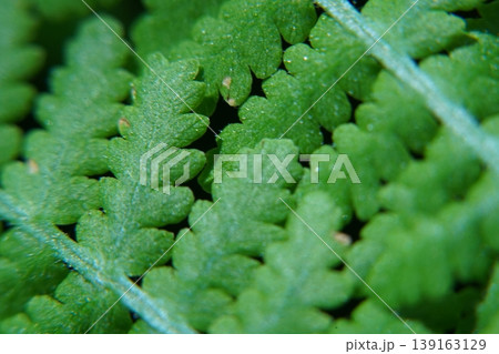 Close Up of Green Fern Leaves Nature Photography 139163129