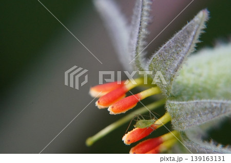 Grevillea Flower Close Up With Aphid Grevillea Flower Close Up With Aphid 139163131