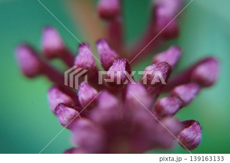 Eupatorium Flower Buds Close Up Purple Blooms Eupatorium Flower Buds Close Up Purple Blooms 139163133