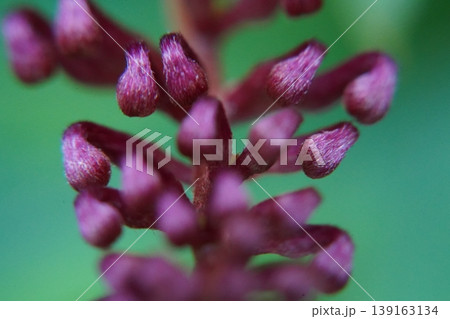 Close up of a plant with unopened buds Close up of a plant with unopened buds 139163134