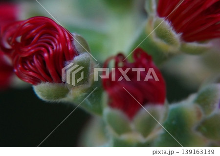 Callistemon flower buds macro nature photography Callistemon flower buds macro nature photography 139163139
