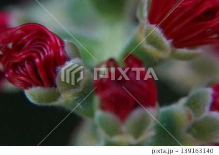 Calliandra Haematocephala Red Tassel Flower Close Up 139163140
