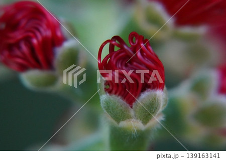 Calliandra Haematocephala Powder Puff Flower Macro View Calliandra Haematocephala Powder Puff Flower Macro View 139163141