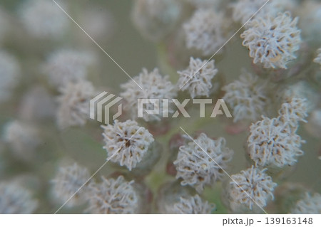 Ozothamnus costatifructus Flowers Close Up Photography 139163148