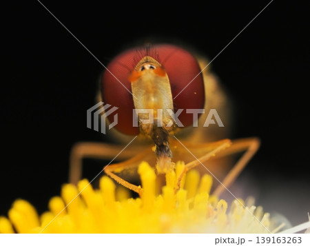 花粉にまみれのホソヒラタアブのクローズアップ Macro of a pollen covered h 花粉にまみれのホソヒラタアブのクローズアップ Macro of a pollen covered h 139163263