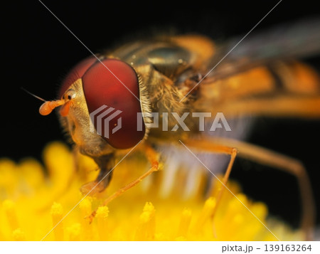 花粉にまみれのホソヒラタアブのクローズアップ Macro of a pollen covered h 139163264