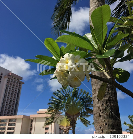 ハワイのとある植物 ハワイのとある植物 139163324