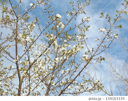 葉桜になったこじま花の会花畑桜並木のサクラ 葉桜になったこじま花の会花畑桜並木のサクラ 139163335