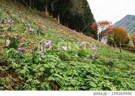 春の山野草、斜面に咲き誇るカタクリの群生と新緑の風景 春の山野草、斜面に咲き誇るカタクリの群生と新緑の風景 139163480