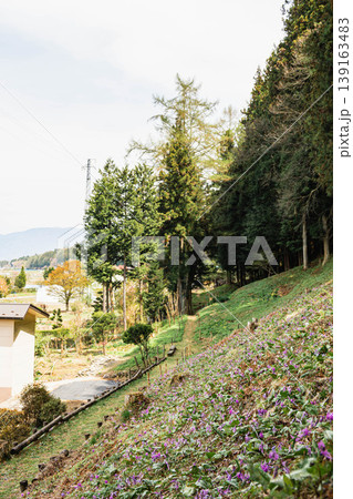 春の山野草、斜面に咲き誇るカタクリの群生と新緑の風景 春の山野草、斜面に咲き誇るカタクリの群生と新緑の風景 139163483