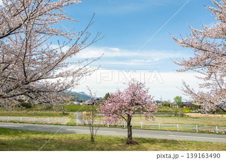 春の安曇野の風景 満開の桜と自然風景 139163490