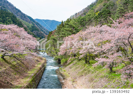 徳本峠への道に咲く満開の桜と清流の風景 139163492