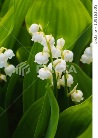 スズラン　鈴蘭 139163605