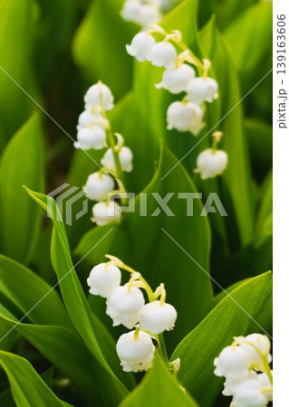 スズラン　鈴蘭 139163606