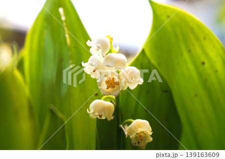 スズラン　鈴蘭 139163609