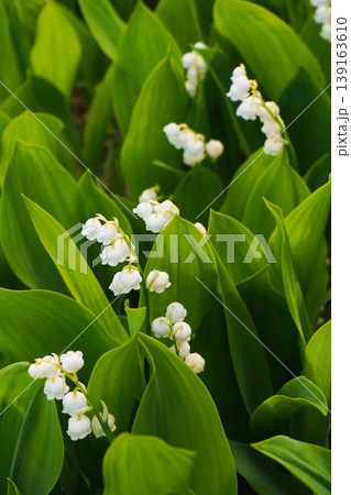 スズラン　鈴蘭 139163610