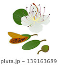 Flower with leaf and caper fruits on white background. 139163689
