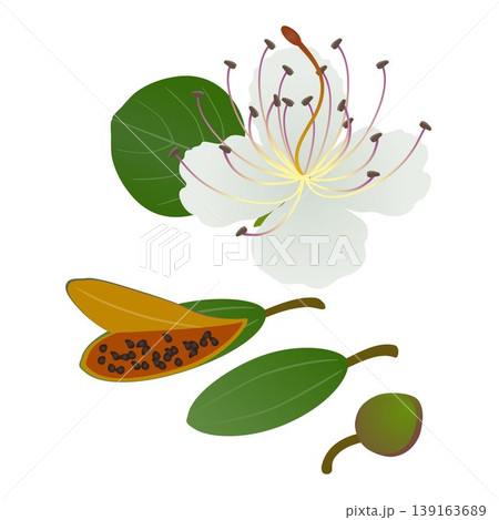 Flower with leaf and caper fruits on white background. 139163689