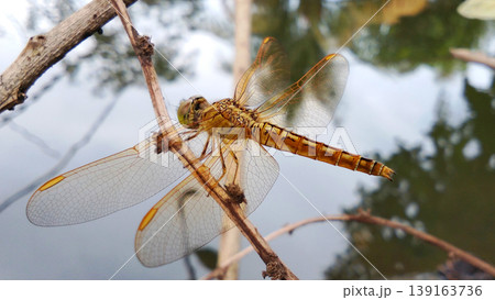 Orange Dragonfly Perched on a Branch with Water in the Background 139163736