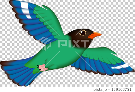 かわいい野鳥イラスト　「ブッポウソウ」　白背景・単体、ベクター形式 139163751