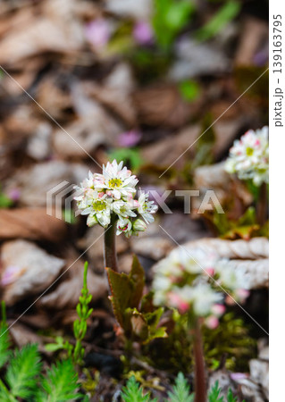 春に咲くイワヤツデの花と芽吹き 春に咲くイワヤツデの花と芽吹き 139163795