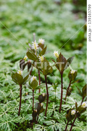 春の山野草 ヒトリシズカ 春の山野草 ヒトリシズカ 139163799