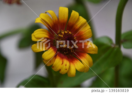 黄色いダリアの花 黄色いダリアの花 139163819