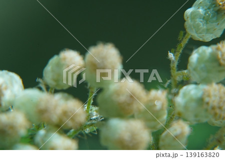 Ambrosia artemisiifolia Ragweed Plant Macro View Ambrosia artemisiifolia Ragweed Plant Macro View 139163820