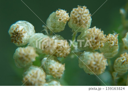 Close Up of Artemisia annua Sweet Wormwood Plant Buds Close Up of Artemisia annua Sweet Wormwood Plant Buds 139163824