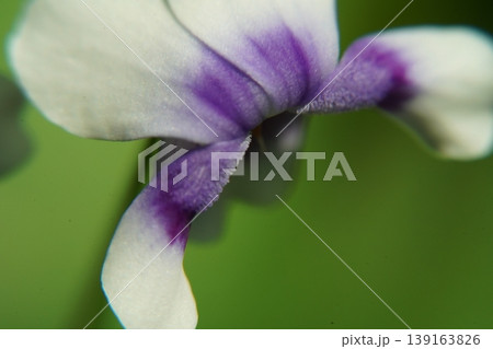 Closeup of a Sweet Violet Flower Petal 139163826