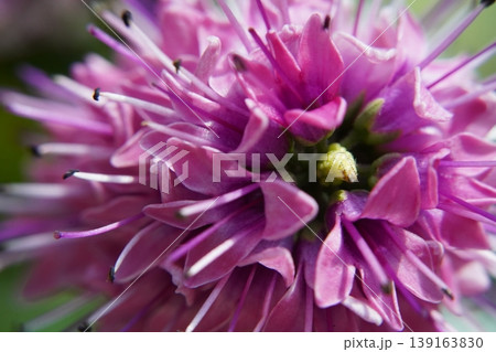Hebe Flower Close Up Purple Petals Plant Blossom Hebe Flower Close Up Purple Petals Plant Blossom 139163830